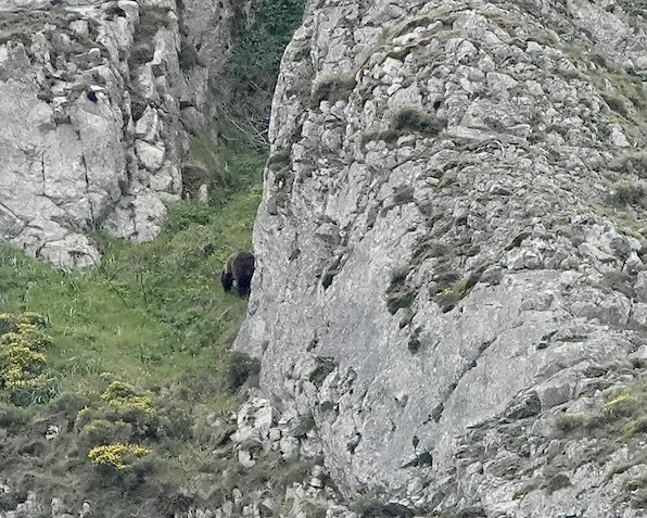 Cantabrian brown bear